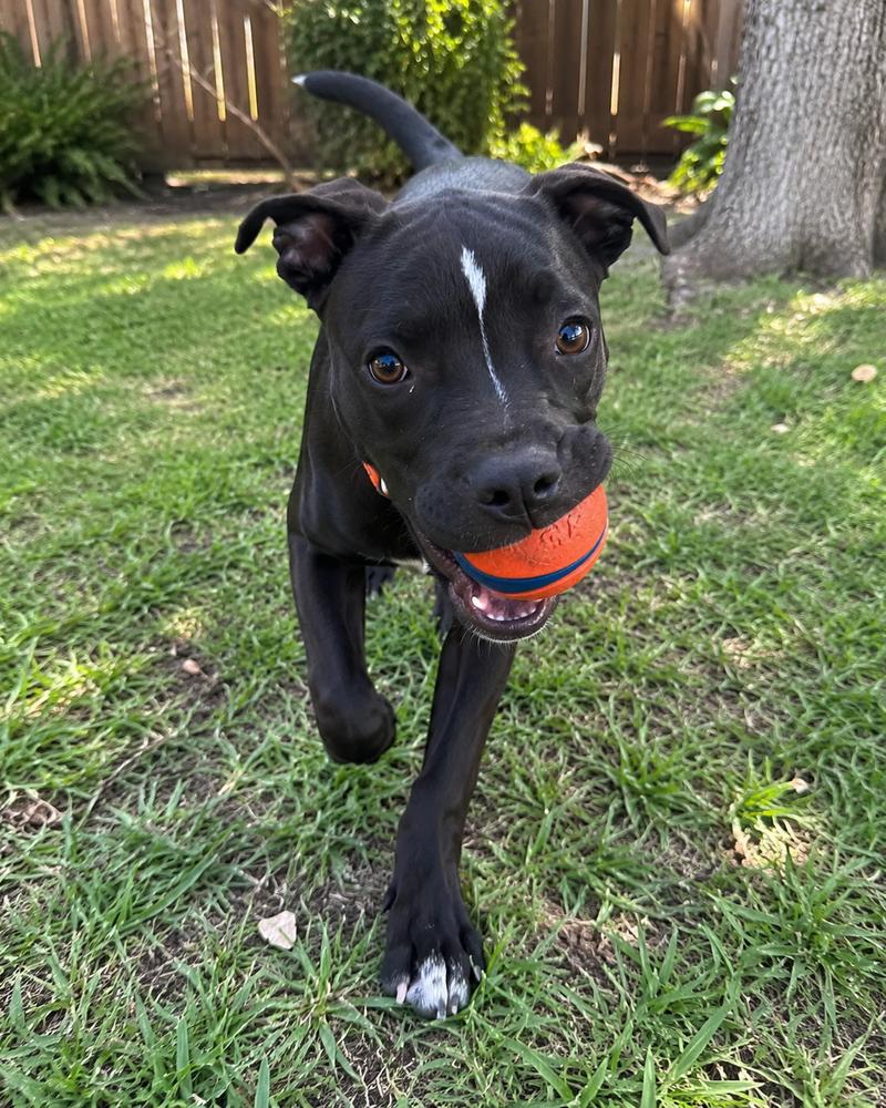 Enlarge Piper, a Adoptable mixed breed in Sumter, SC image 5/6