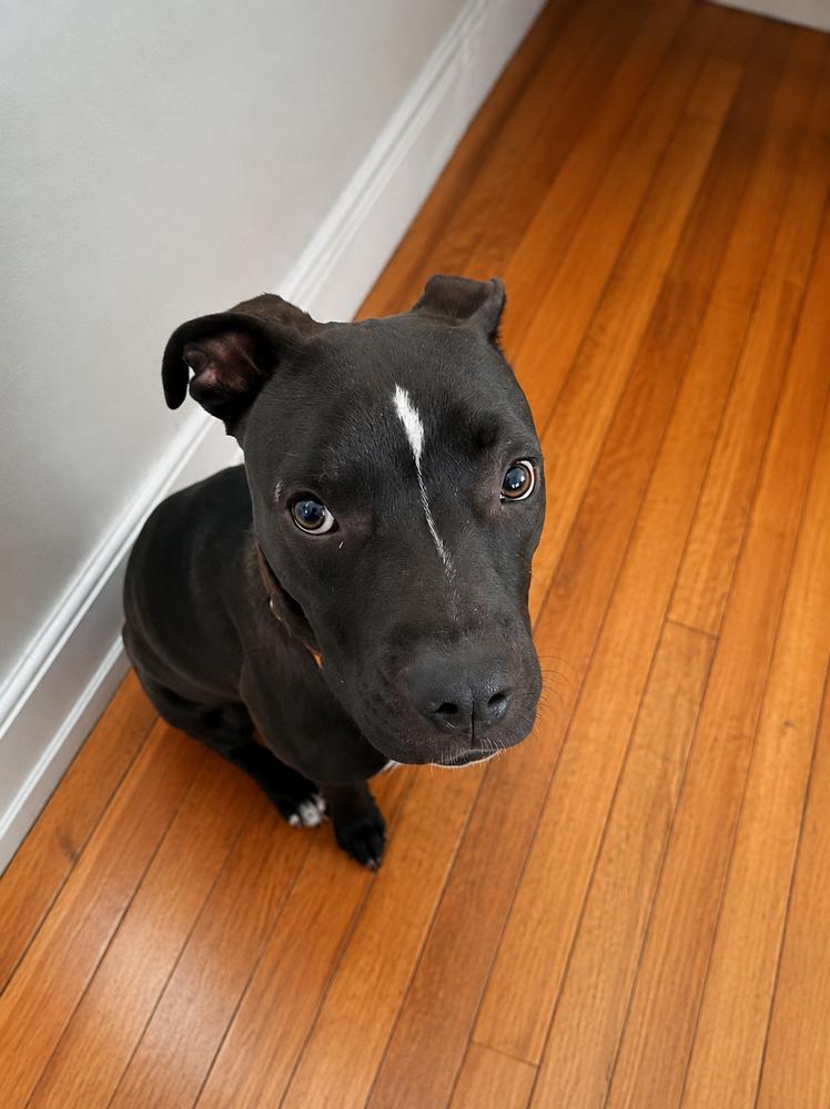 Enlarge Piper, a Adoptable mixed breed in Sumter, SC image 6/6