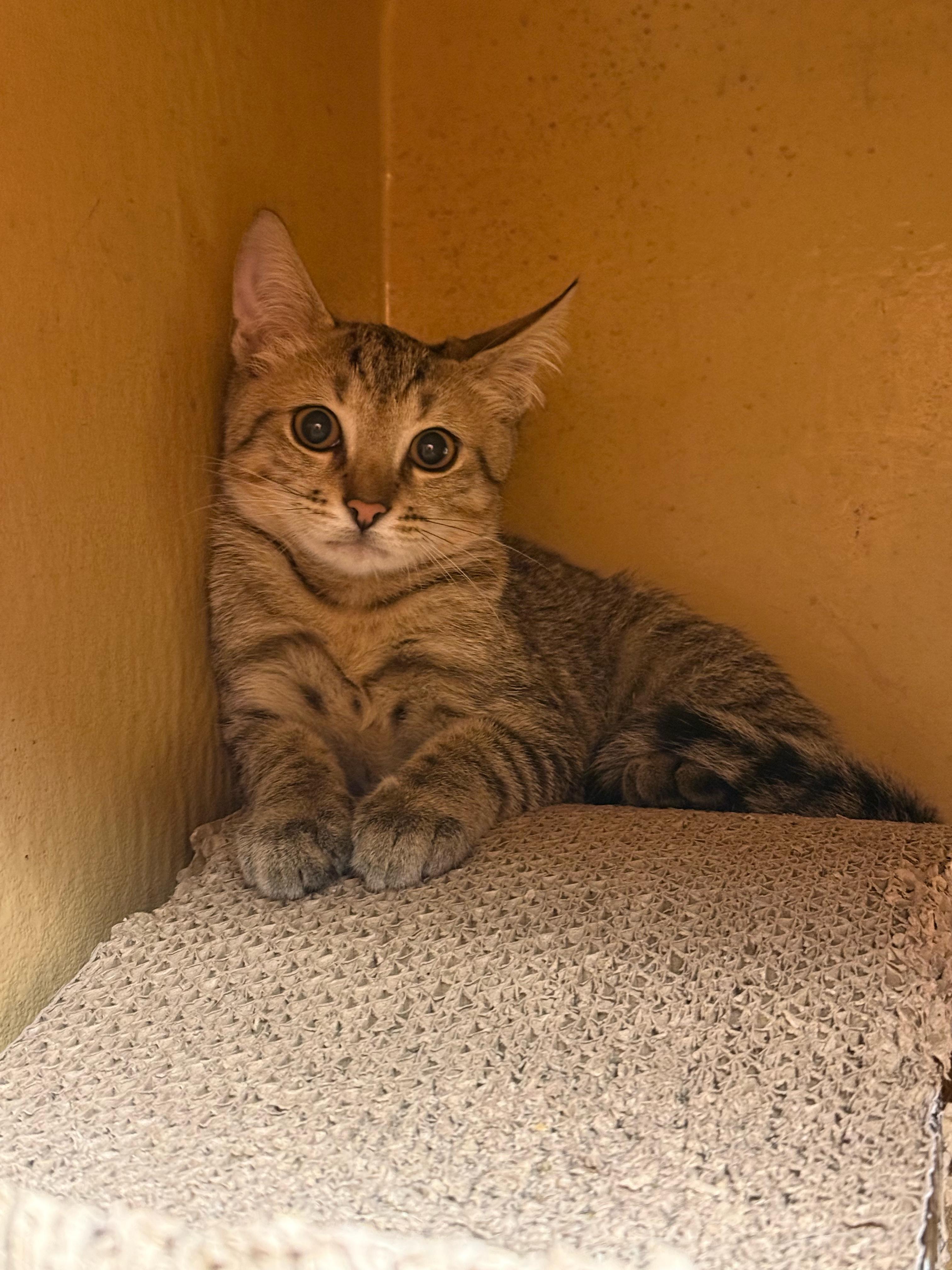 Zorren, a ADOPTABLE Tabby in Miami, FL image 2/2