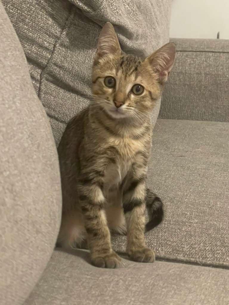 Zorren, ADOPTABLE, Young Male Tabby.