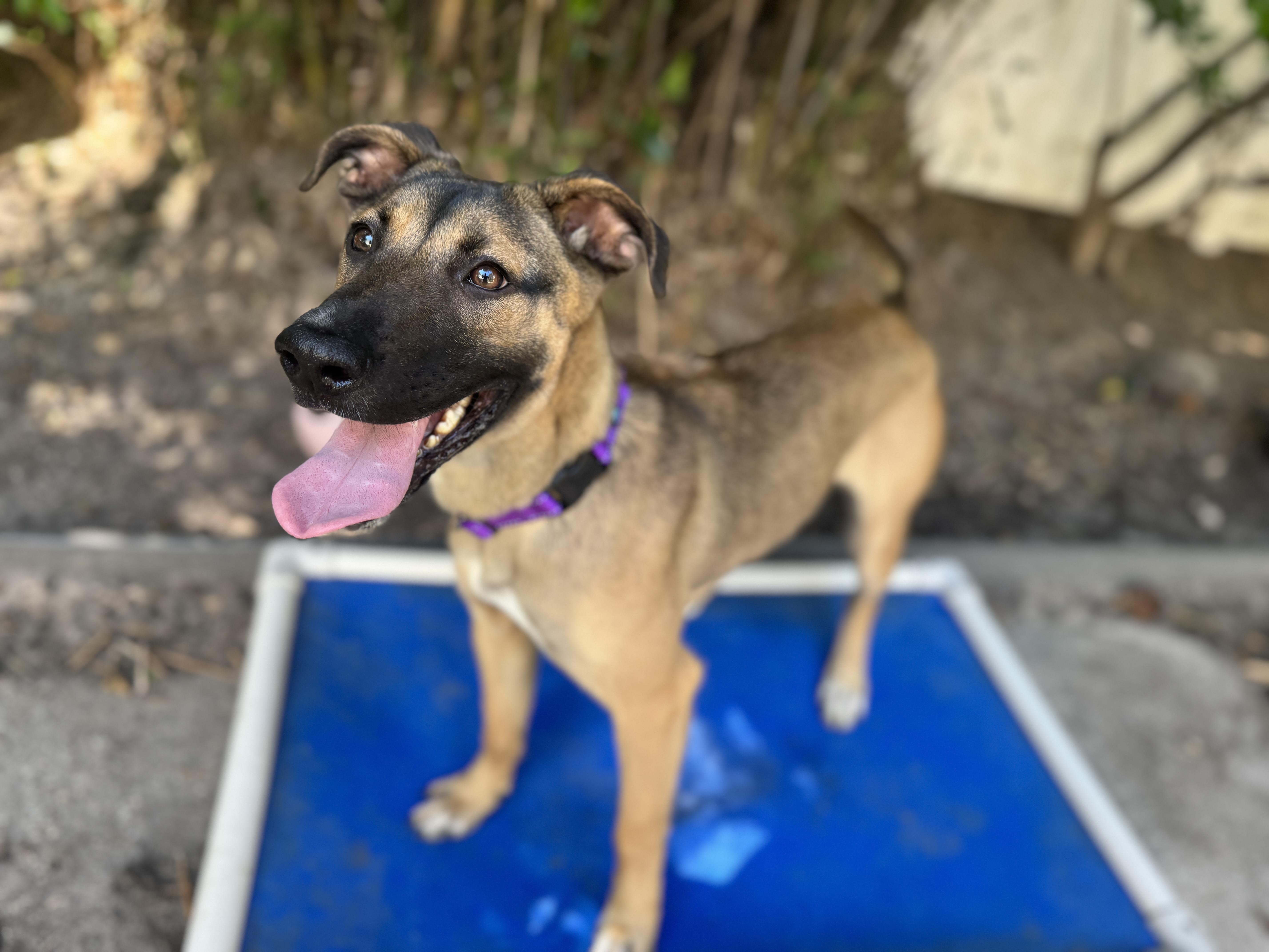 Enlarge Ladybug , an adoptable mixed breed in Navarre, FL image 2/6