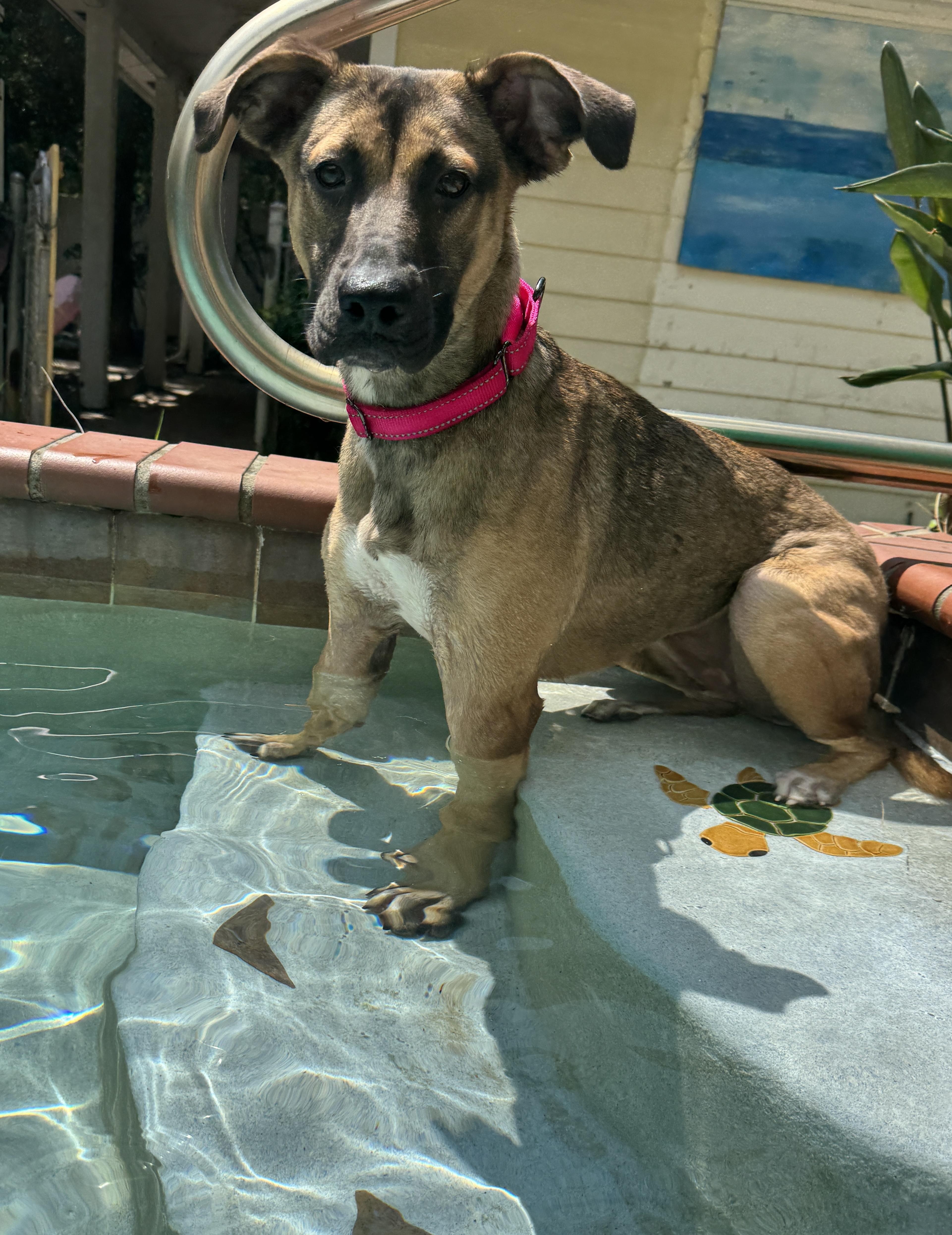 Enlarge Ladybug , an adoptable mixed breed in Navarre, FL image 6/6