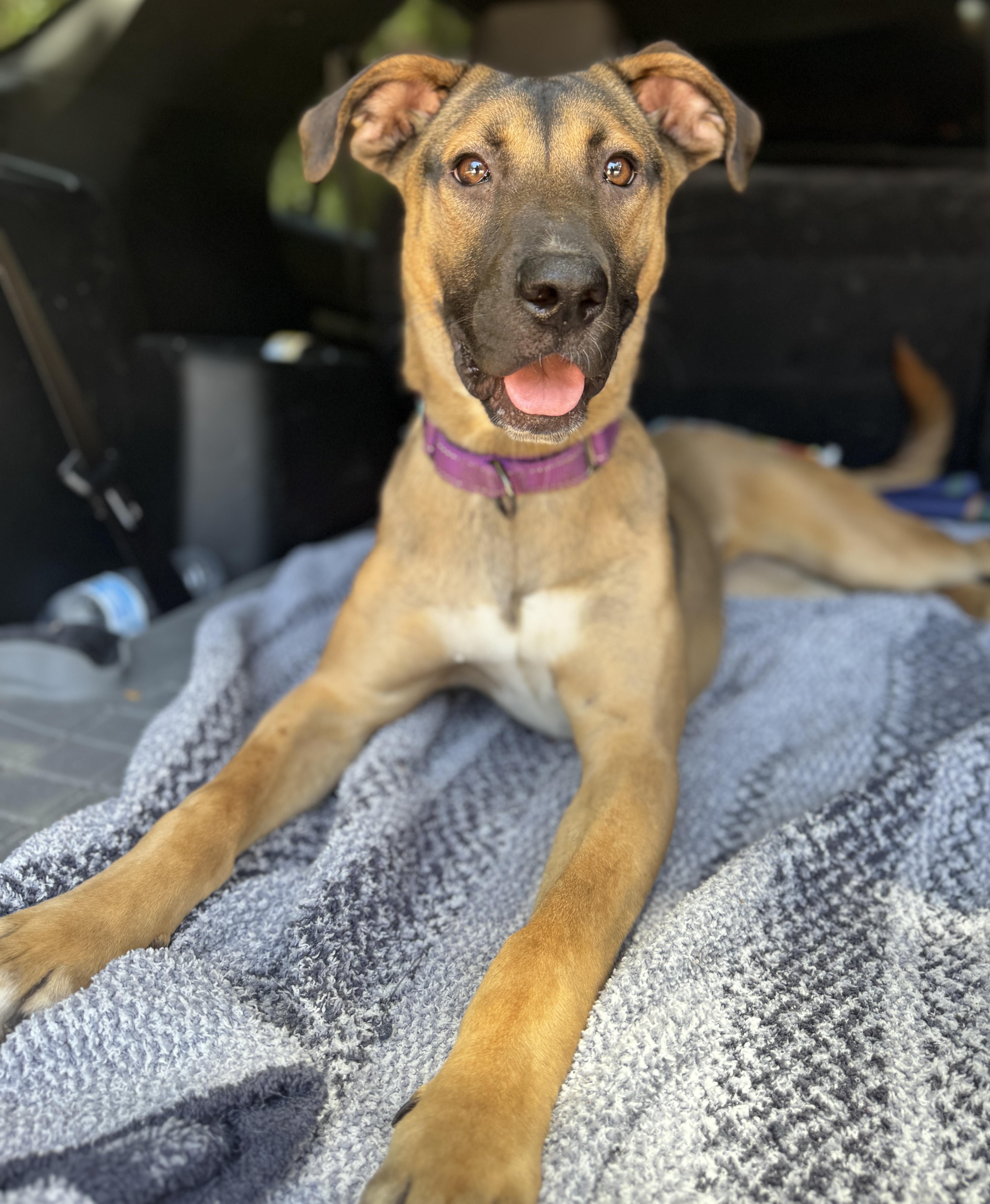 Ladybug , adoptable, Young Female Belgian Shepherd / Malinois & German Shepherd Dog.
