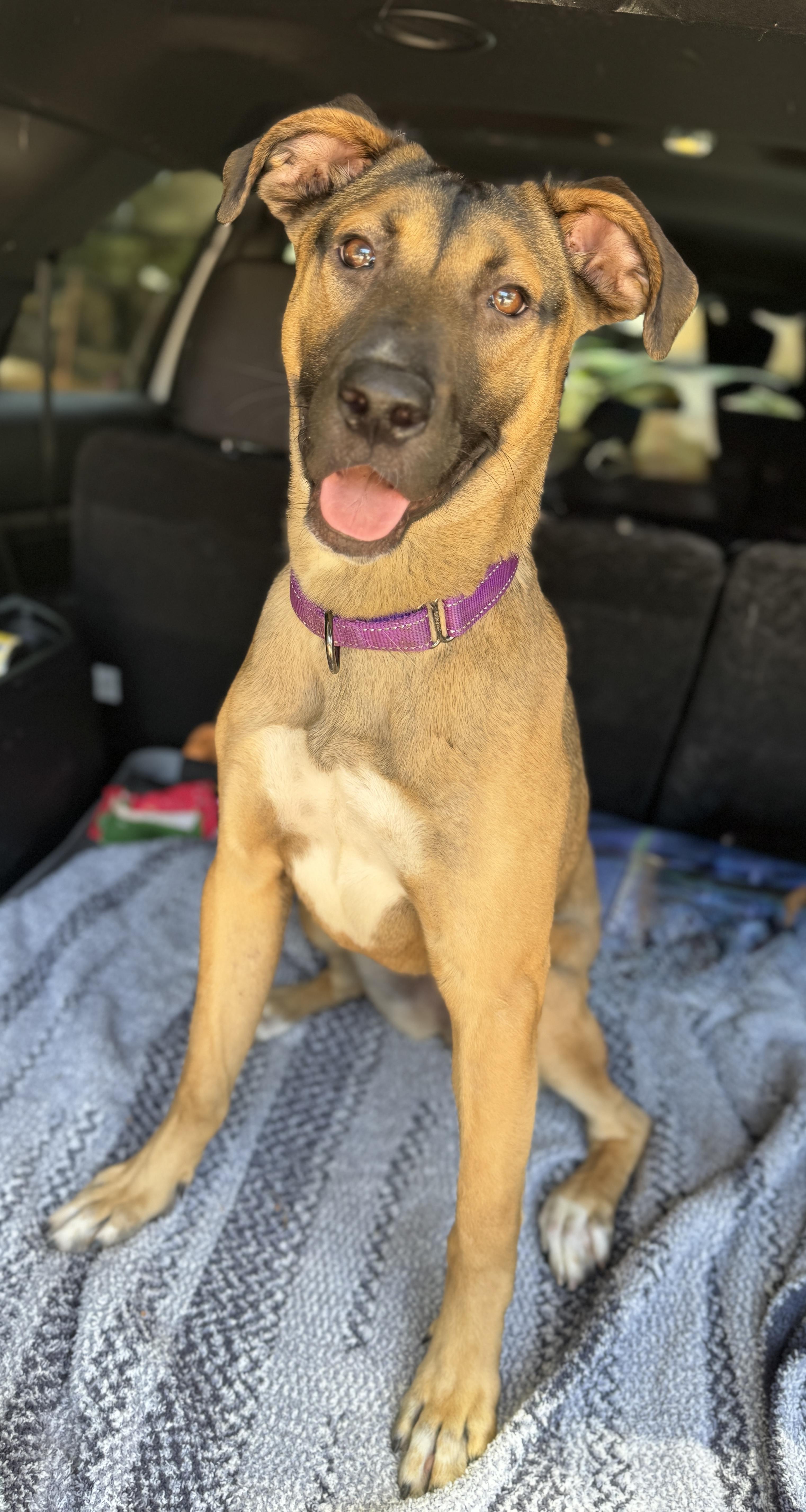Enlarge Ladybug , an adoptable mixed breed in Navarre, FL image 5/6