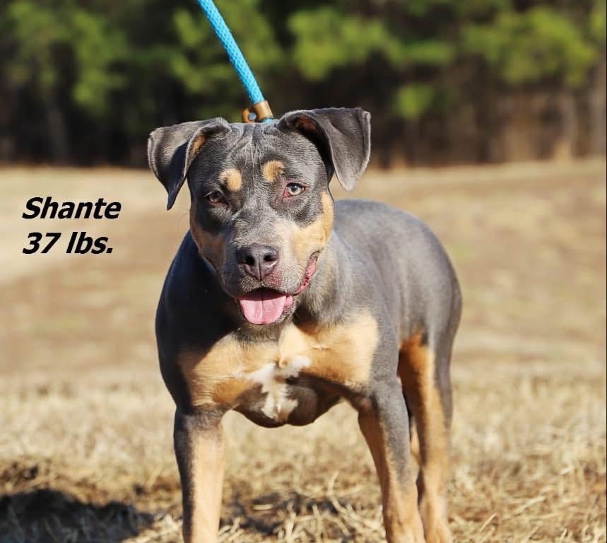 Enlarge Shante, a Adoptable mixed breed in Oxford, NC image 1/2