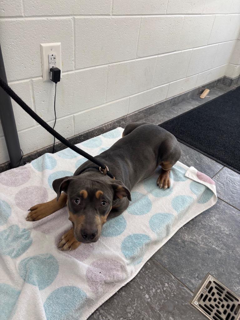 Enlarge Shante, a Adoptable mixed breed in Oxford, NC image 2/2