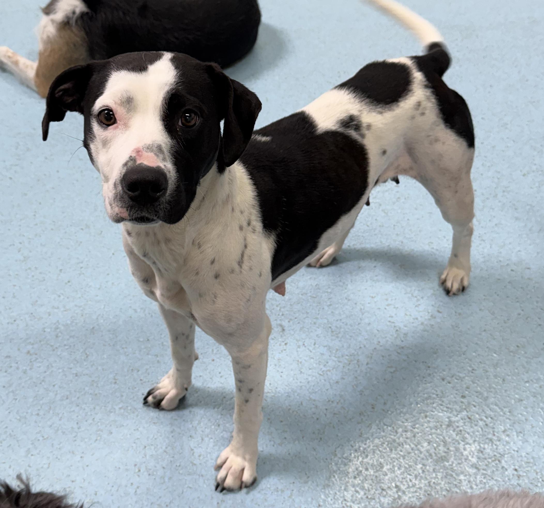 Eleanora, ADOPTABLE, Young Female Pointer.