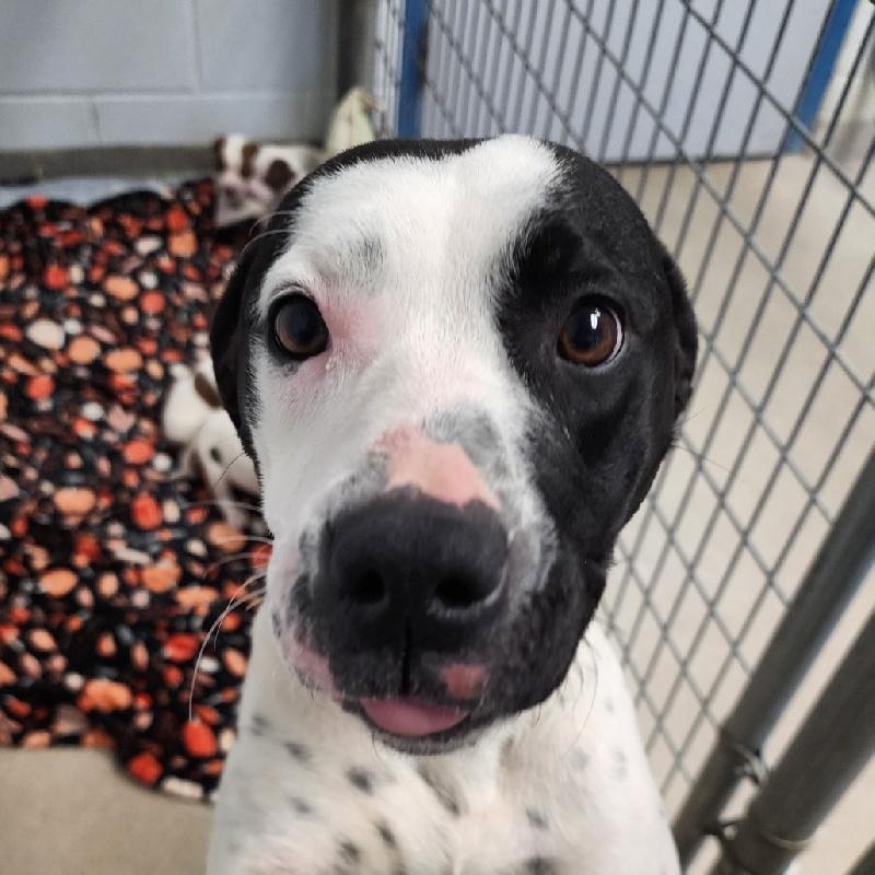 Daisy, ADOPTABLE, Young Female Pointer.