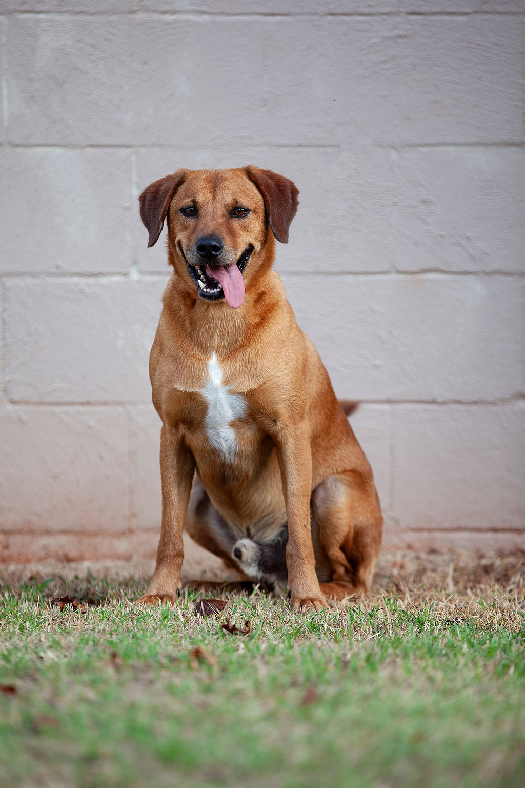 Darius, a Adoptable Hound in Guthrie, OK image 1/4