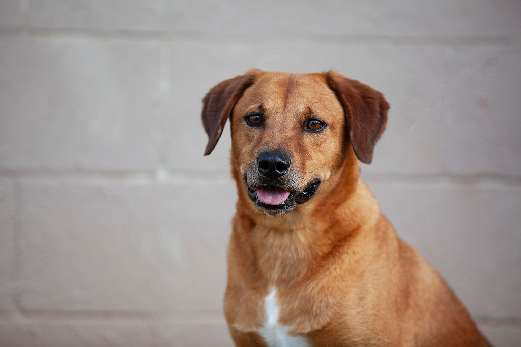 Darius, an adoptable Hound in Guthrie, OK, 73044 | Photo Image 3