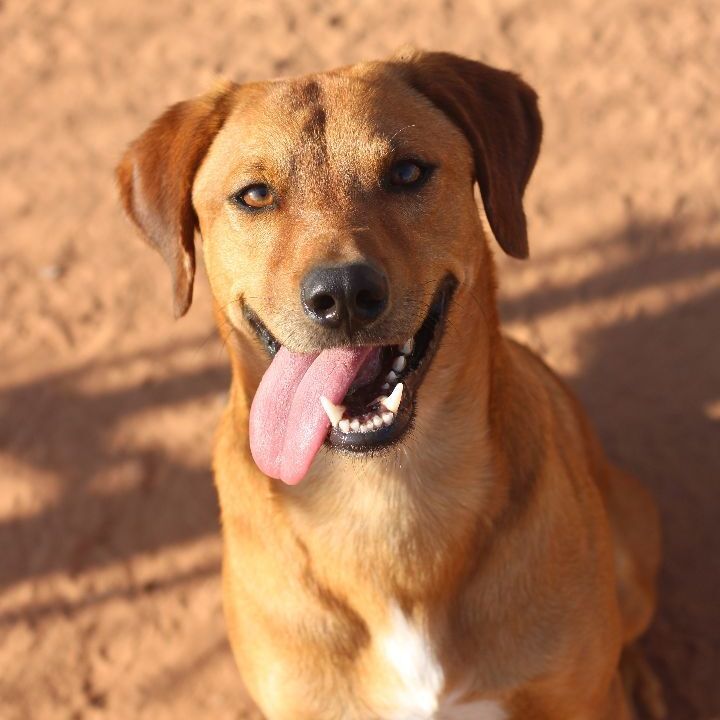 Darius, a Adoptable Hound in Guthrie, OK image 3/4