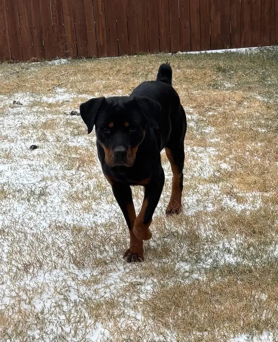Enlarge Guinevere, a ADOPTABLE Rottweiler in Polk, OH image 1/3