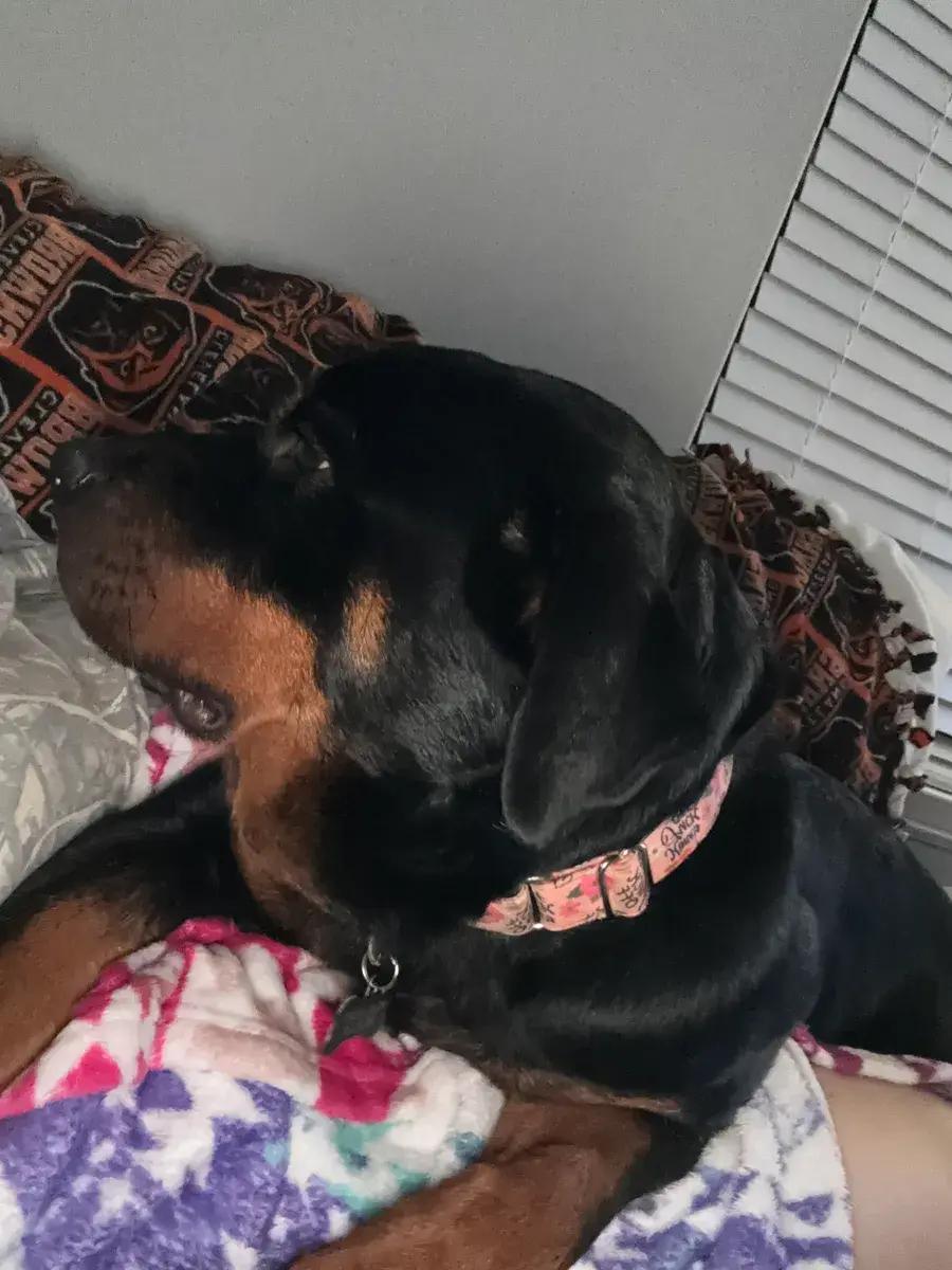 Enlarge Guinevere, a ADOPTABLE Rottweiler in Polk, OH image 2/3