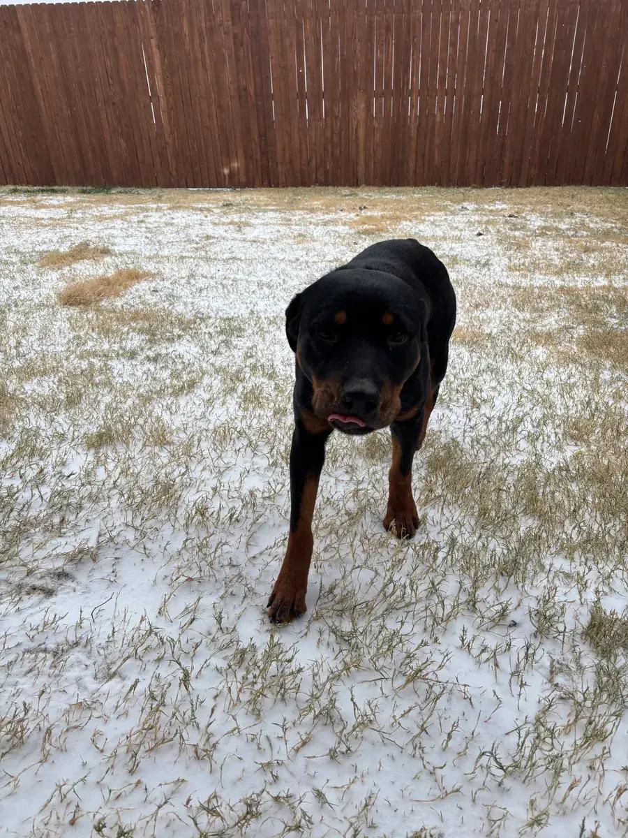 Enlarge Guinevere, a ADOPTABLE Rottweiler in Polk, OH image 3/3