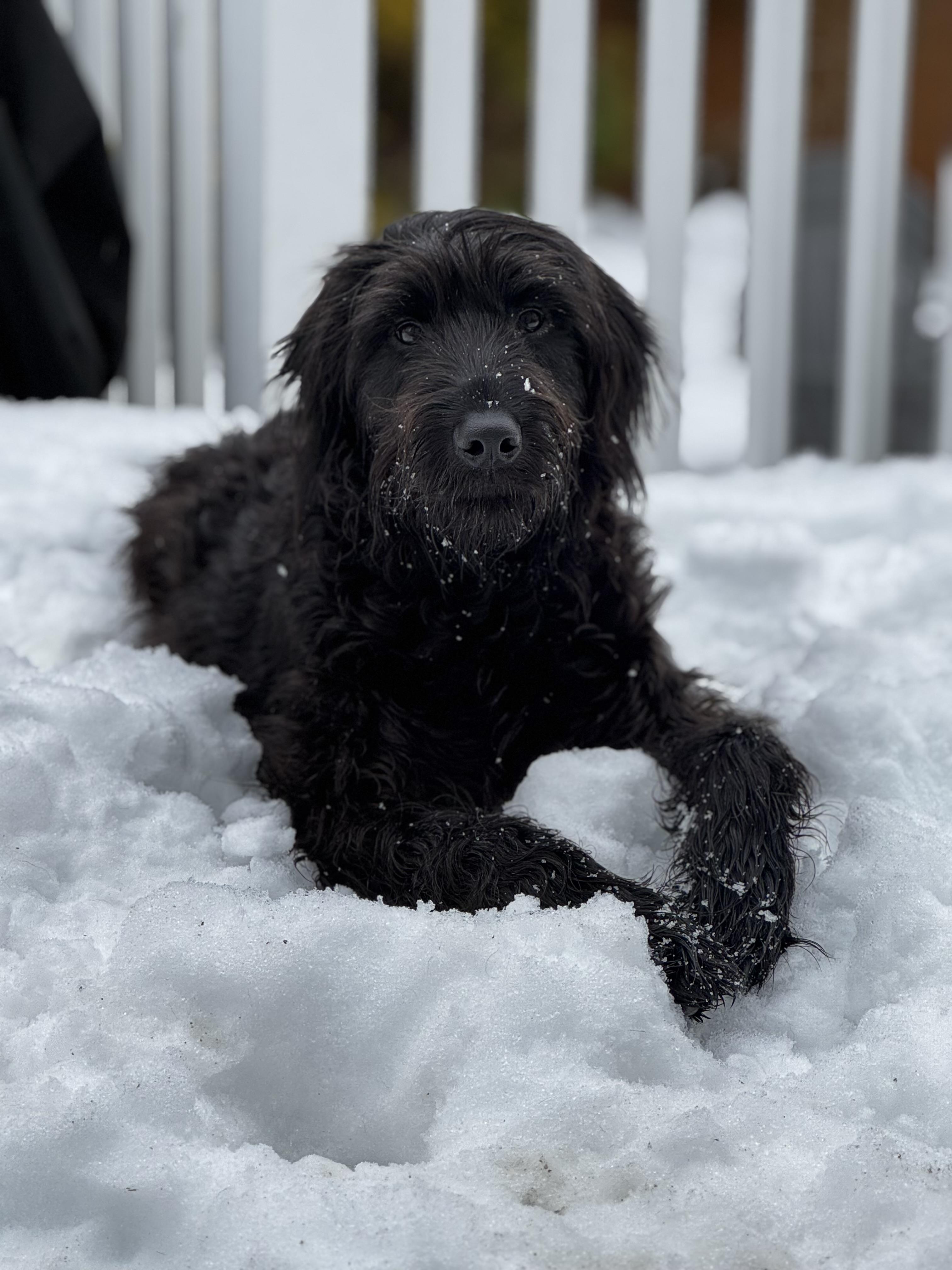 Enlarge Jackson, an adopted mixed breed in Matawan, NJ image 2/3