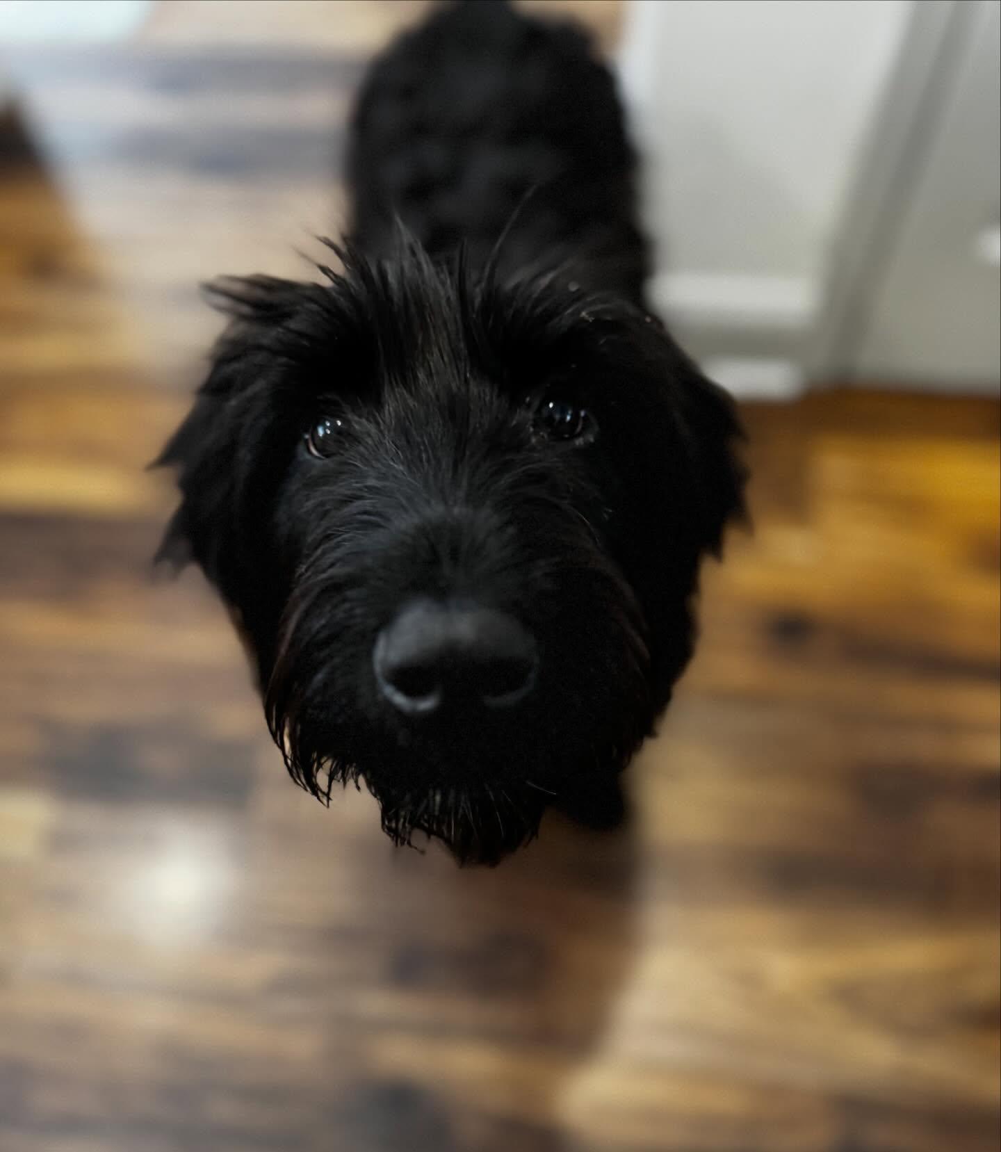 Jackson, adopted, Young Male Labradoodle & Poodle.