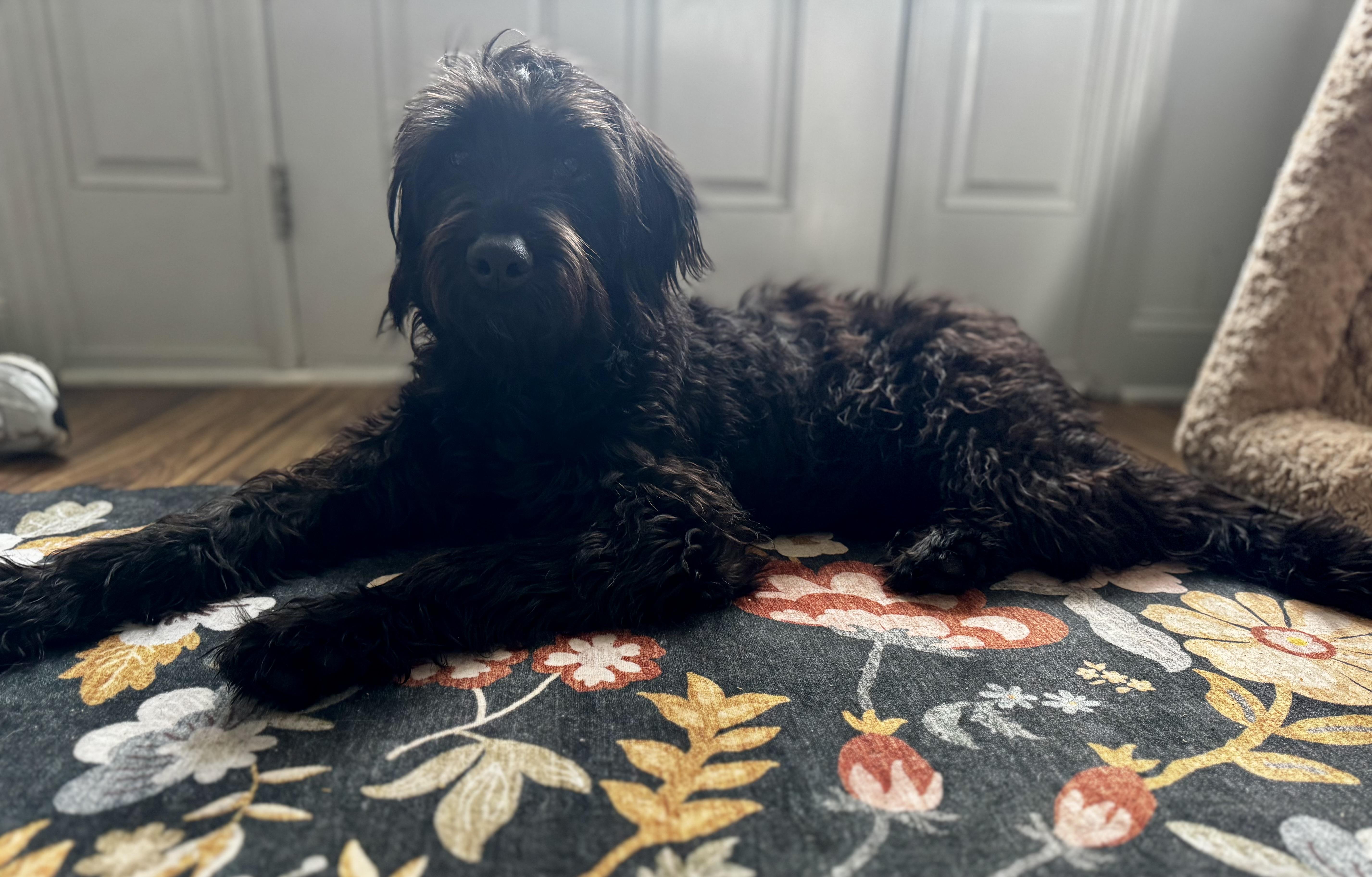 Enlarge Jackson, an adopted mixed breed in Matawan, NJ image 3/3