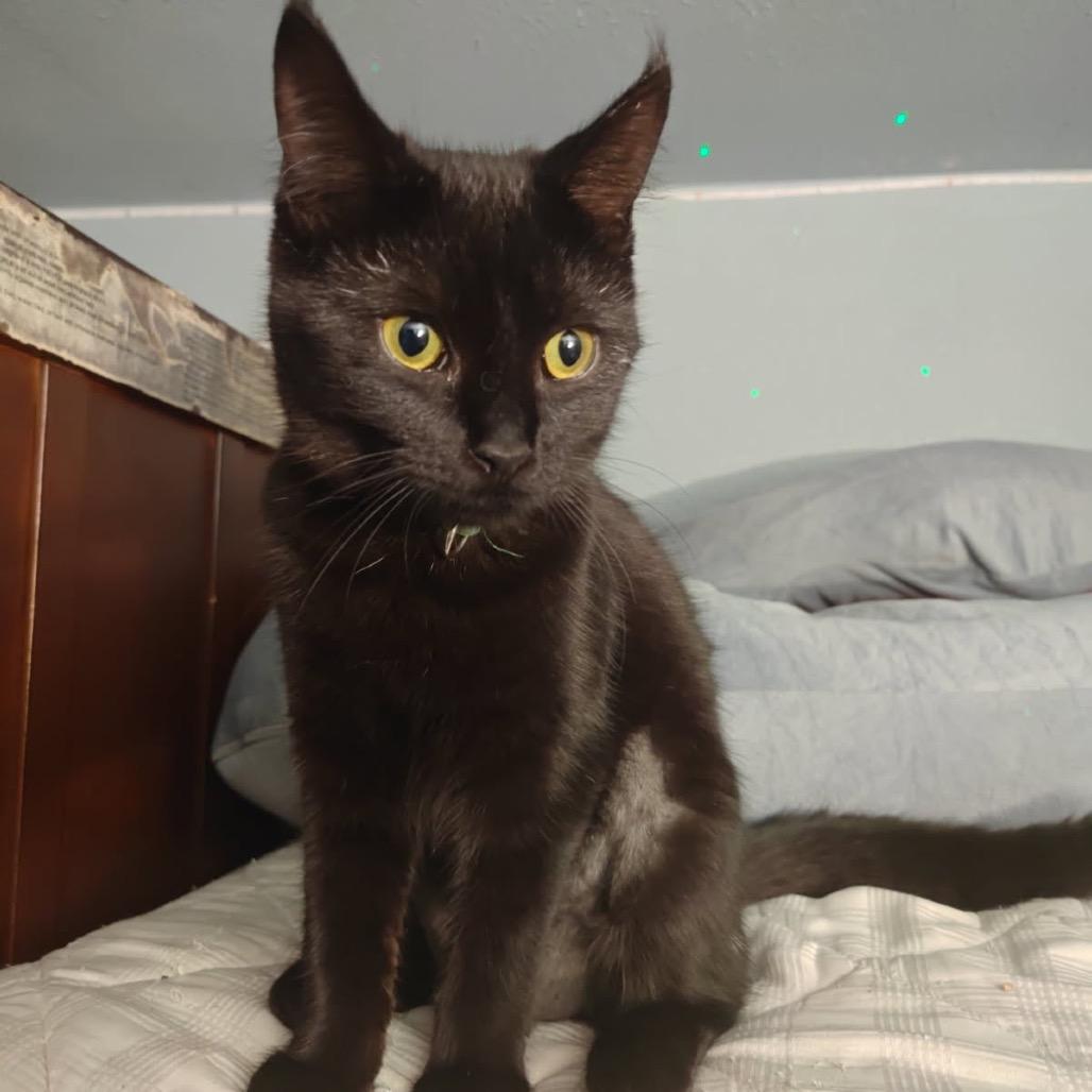 Enlarge Kiki, a Adoptable Domestic Short Hair in Costa Mesa, CA image 2/3