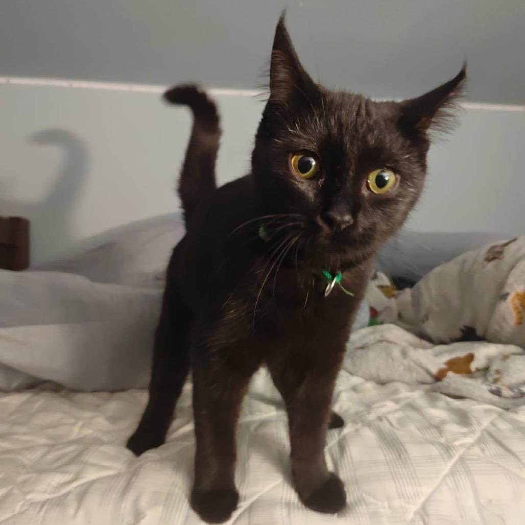 Enlarge Kiki, a Adoptable Domestic Short Hair in Costa Mesa, CA image 3/3