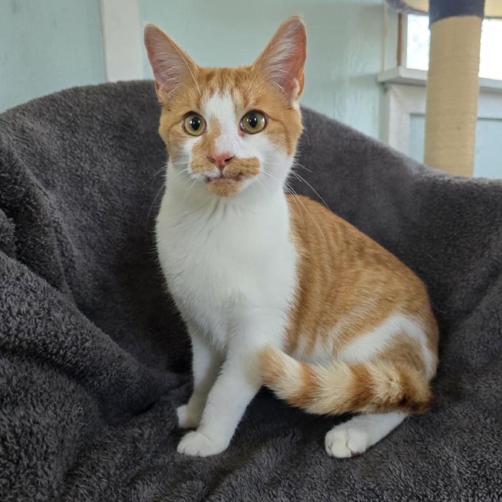 Spaz, adopted, Young Male Domestic Short Hair.