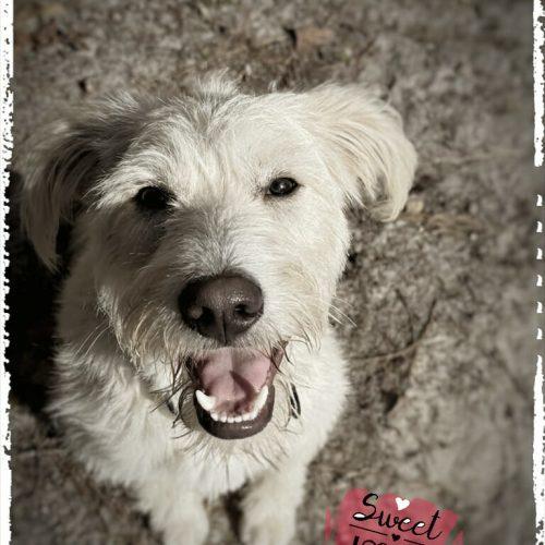 Hallo, Adoptable, Young Male Terrier.