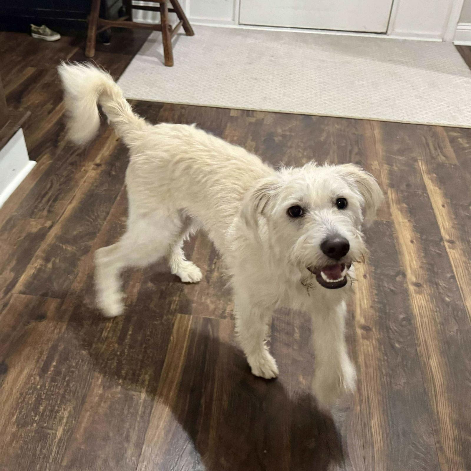 Hallo, Adoptable, Young Male Terrier.