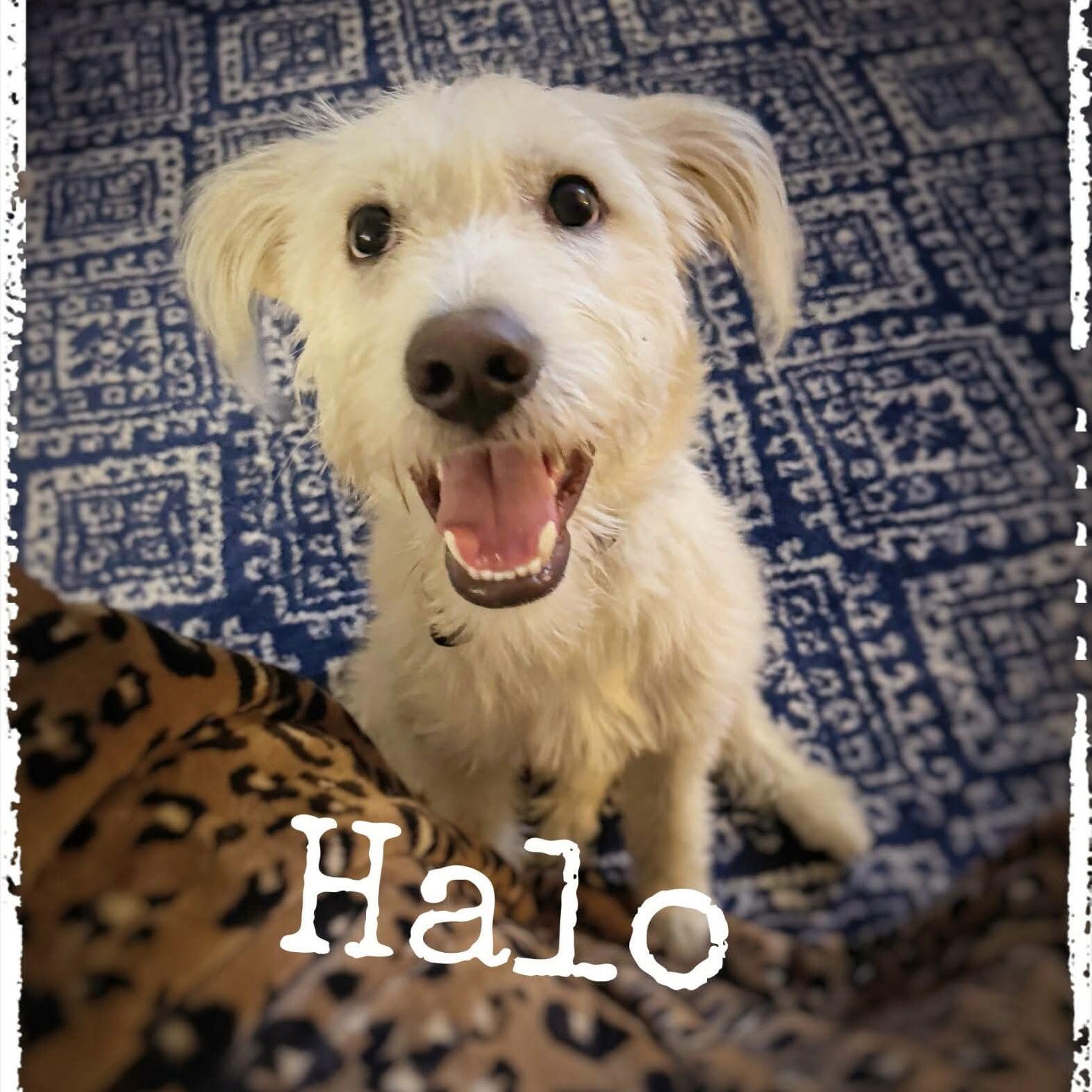 Hallo, a Adoptable Terrier in Hillsborough , NC image 3/3