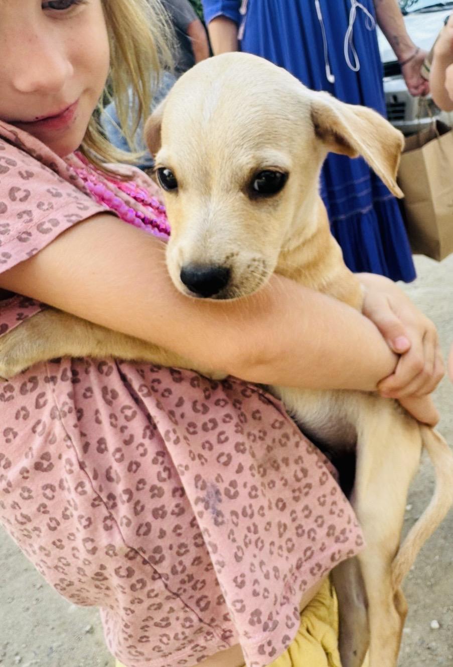 Enlarge CHARLIE, a Adopted mixed breed in oregon city, OR image 2/6