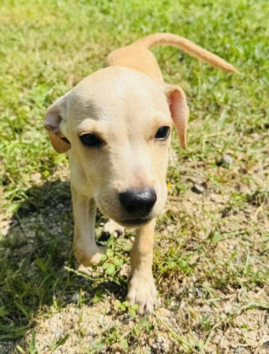 Enlarge CHARLIE, a Adopted mixed breed in oregon city, OR image 3/6