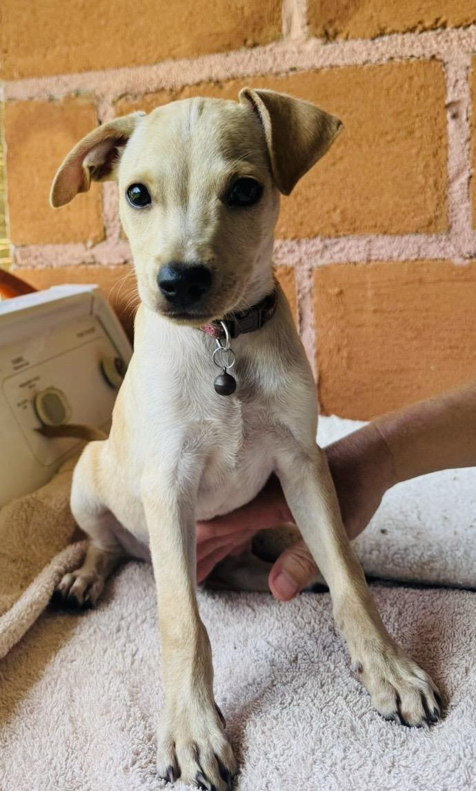 Enlarge CHARLIE, a Adopted mixed breed in oregon city, OR image 4/6