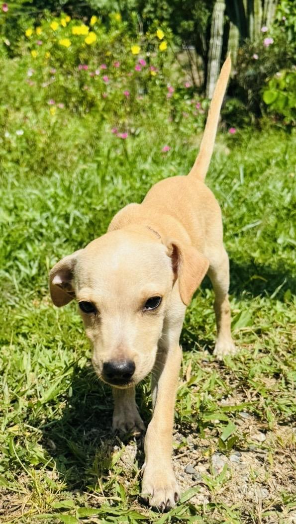 Enlarge CHARLIE, a Adopted mixed breed in oregon city, OR image 5/6