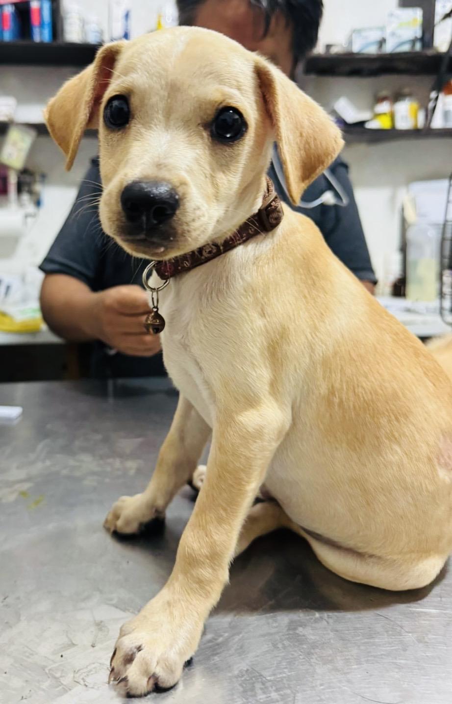 Enlarge CHARLIE, a Adopted mixed breed in oregon city, OR image 1/6