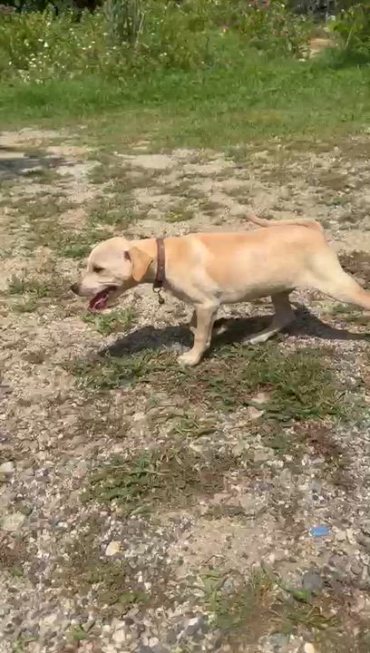 Enlarge CHARLIE, a Adopted mixed breed in oregon city, OR video 6/6