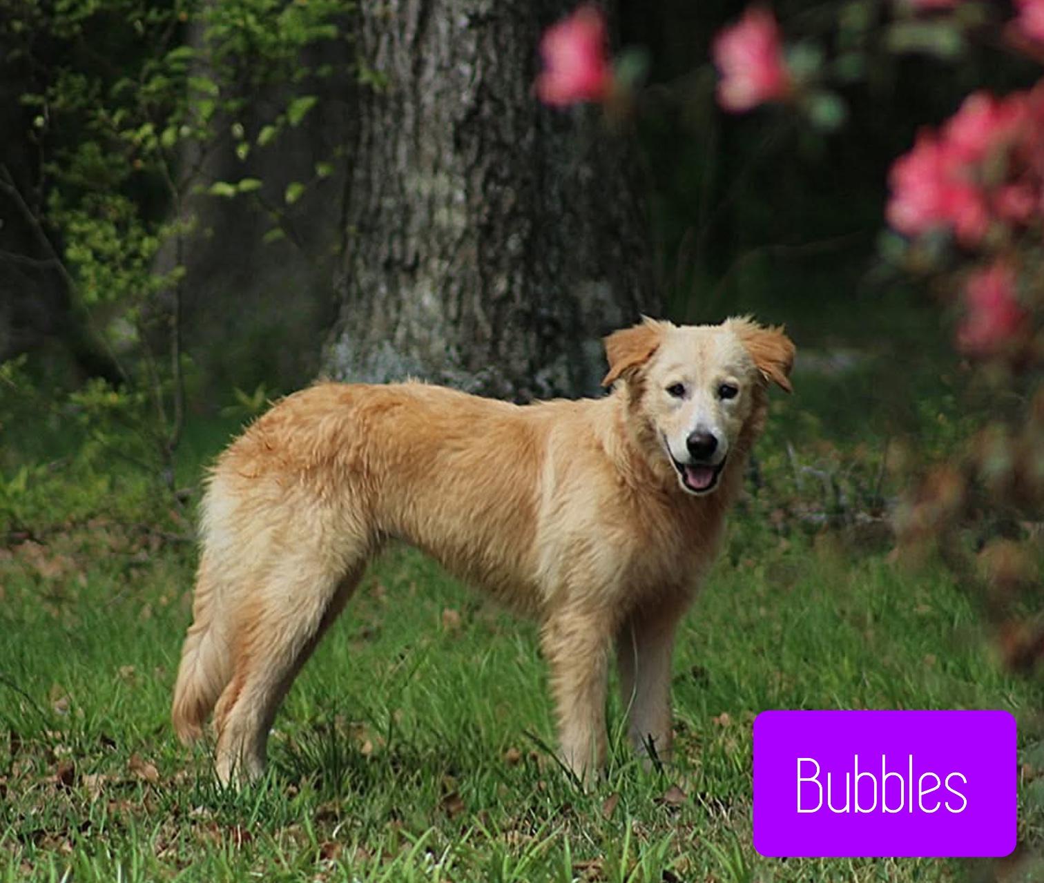 Enlarge Bubbles , a ADOPTABLE mixed breed in Stockbridge, GA image 2/3