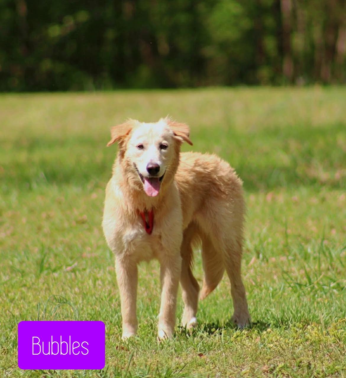 Enlarge Bubbles , a ADOPTABLE mixed breed in Stockbridge, GA image 1/3
