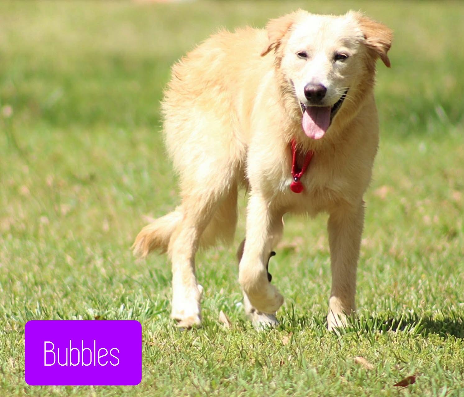 Enlarge Bubbles , a ADOPTABLE mixed breed in Stockbridge, GA image 3/3
