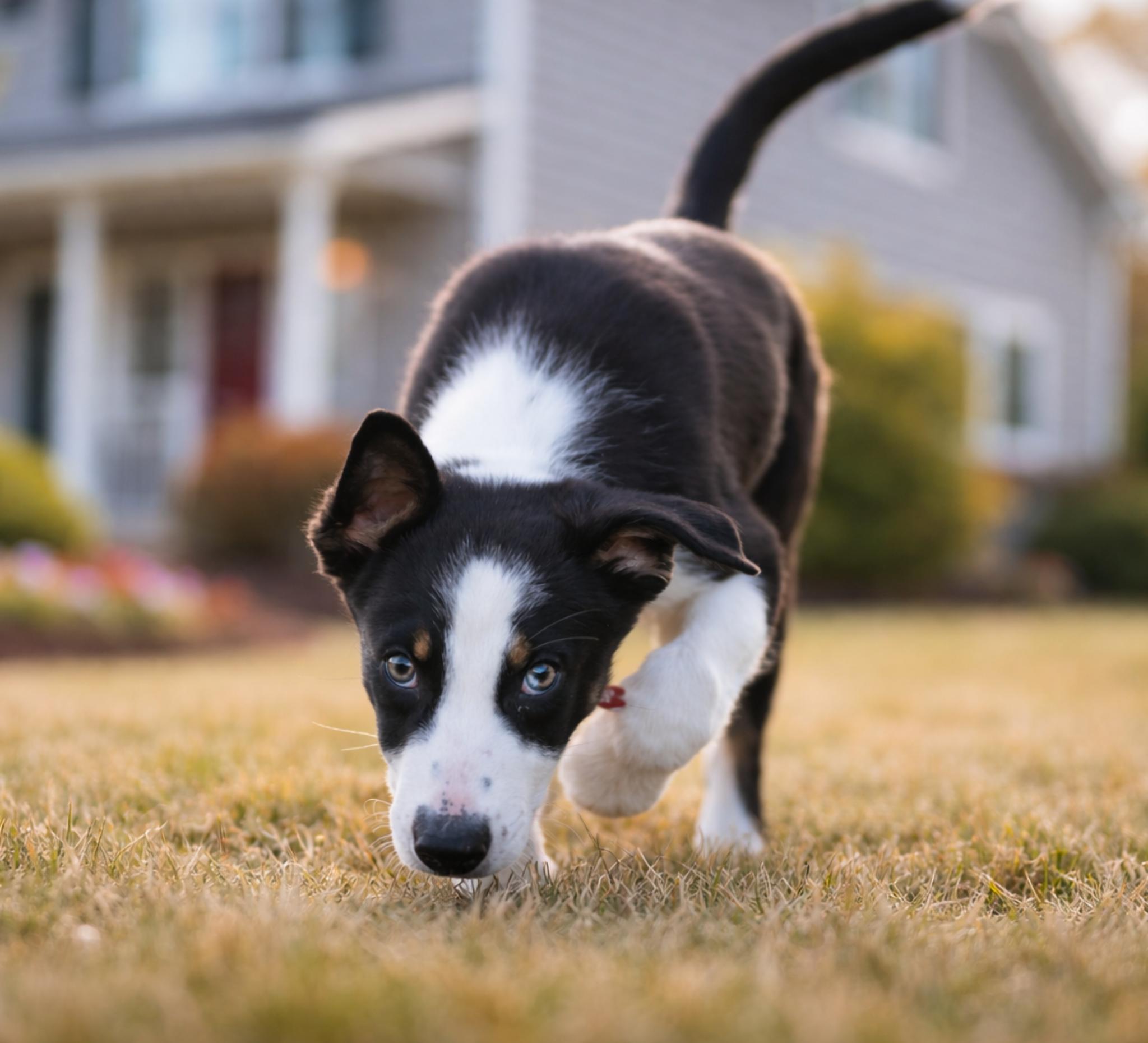 Enlarge Flash, a ADOPTABLE mixed breed in Minneapolis, MN image 2/5