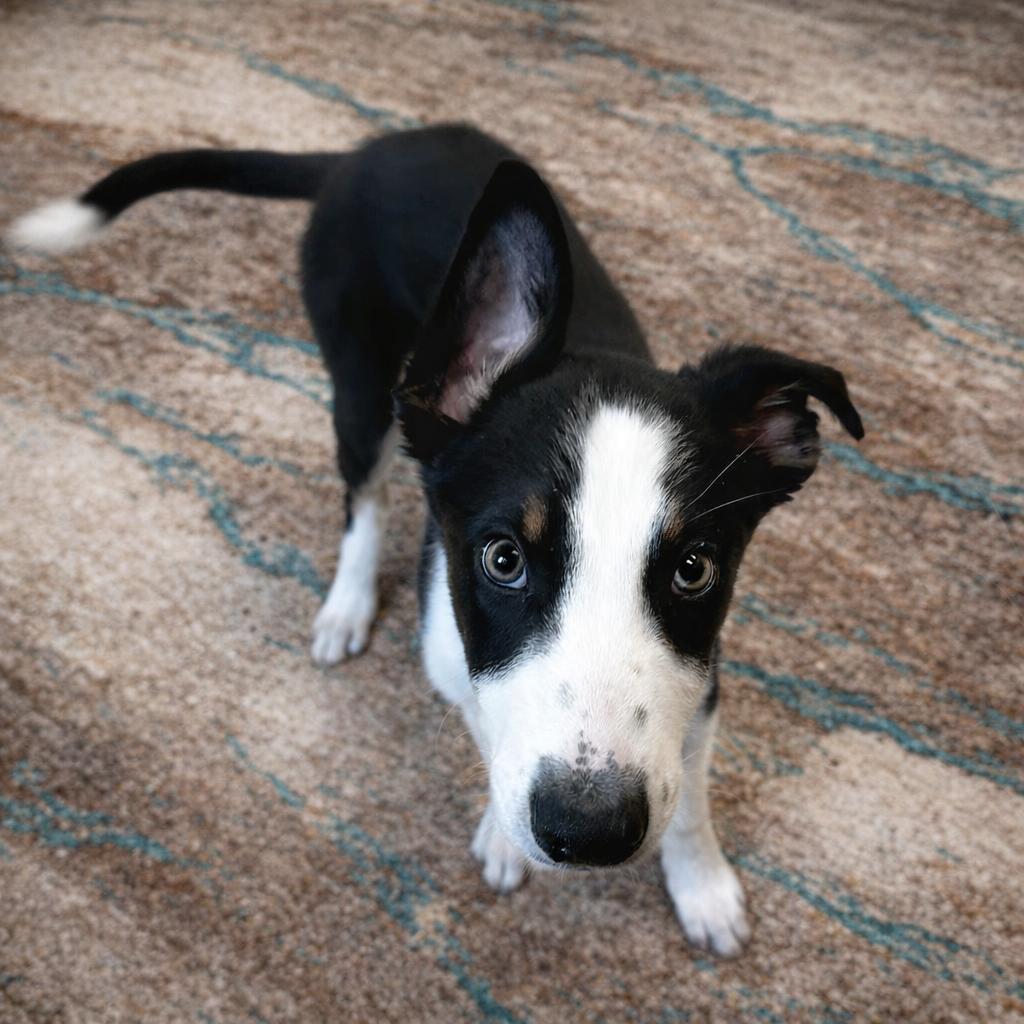 Enlarge Flash, a ADOPTABLE mixed breed in Minneapolis, MN image 3/5