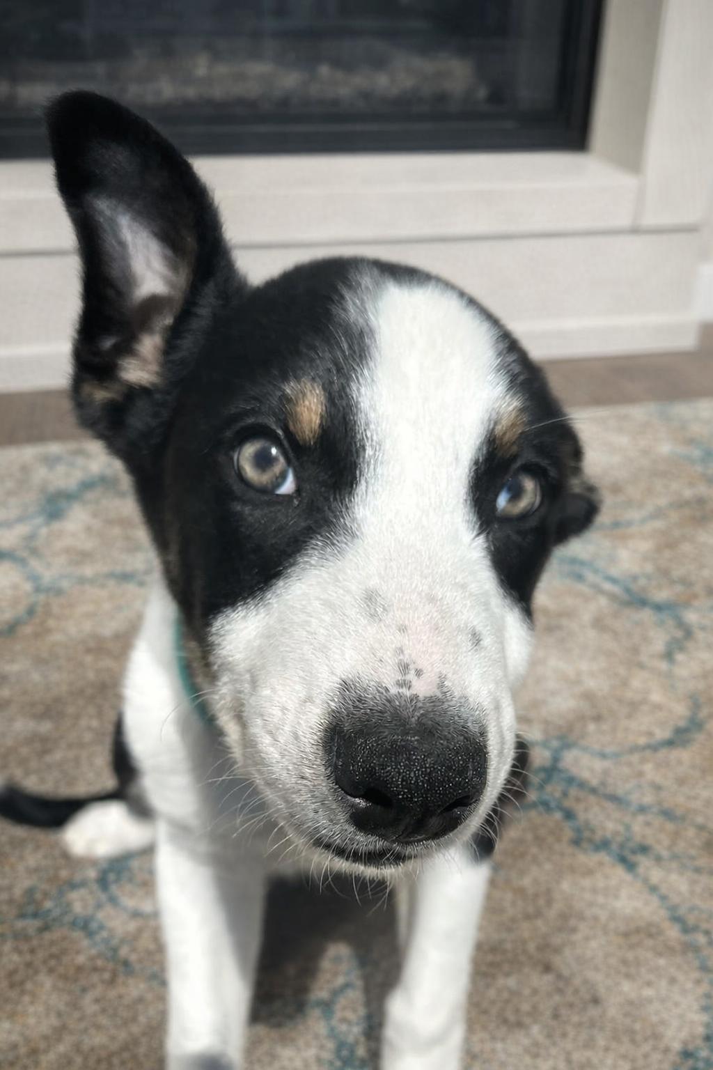 Enlarge Flash, a ADOPTABLE mixed breed in Minneapolis, MN image 5/5