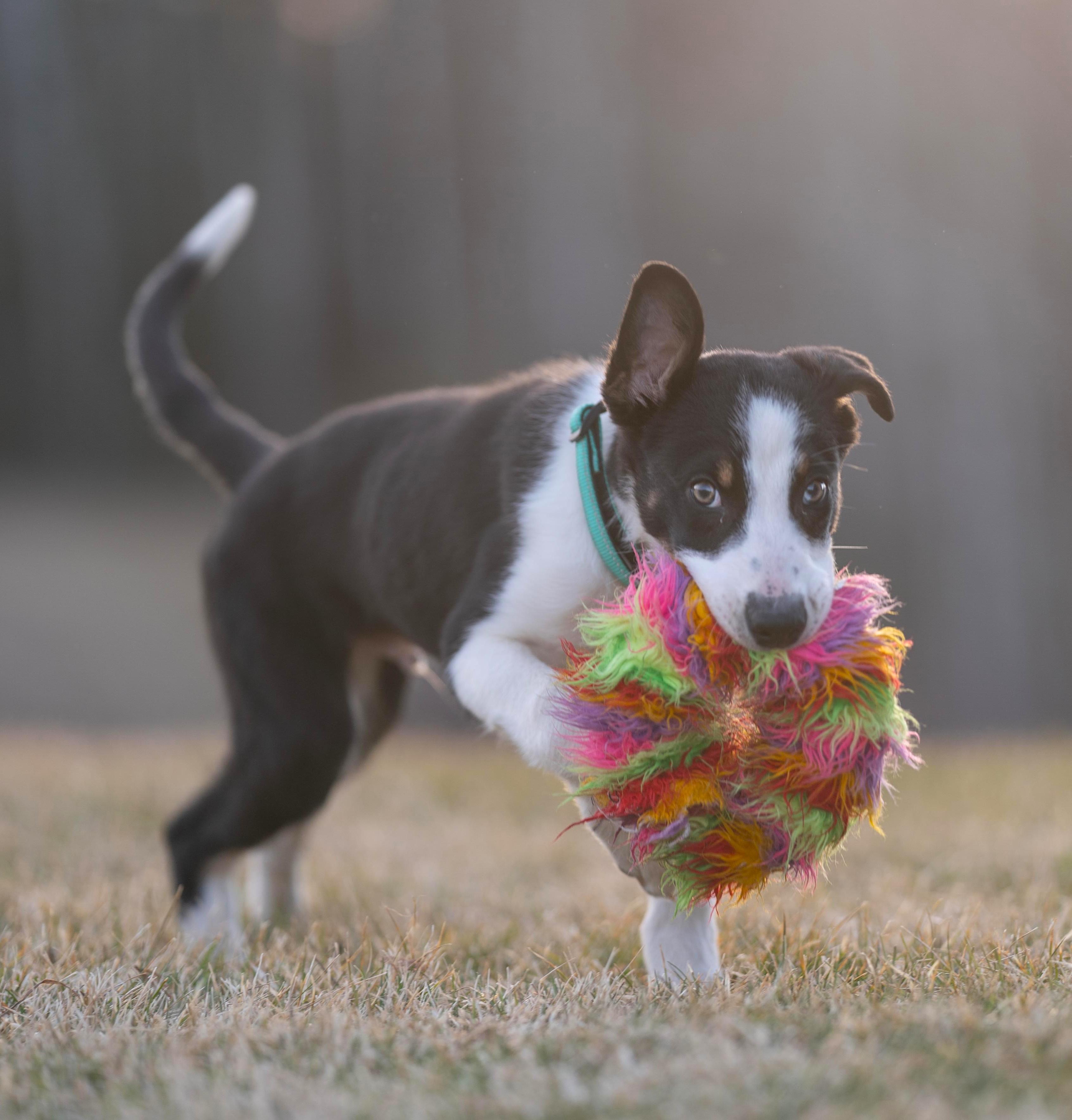 Flash, ADOPTABLE, Puppy Male Border Collie.