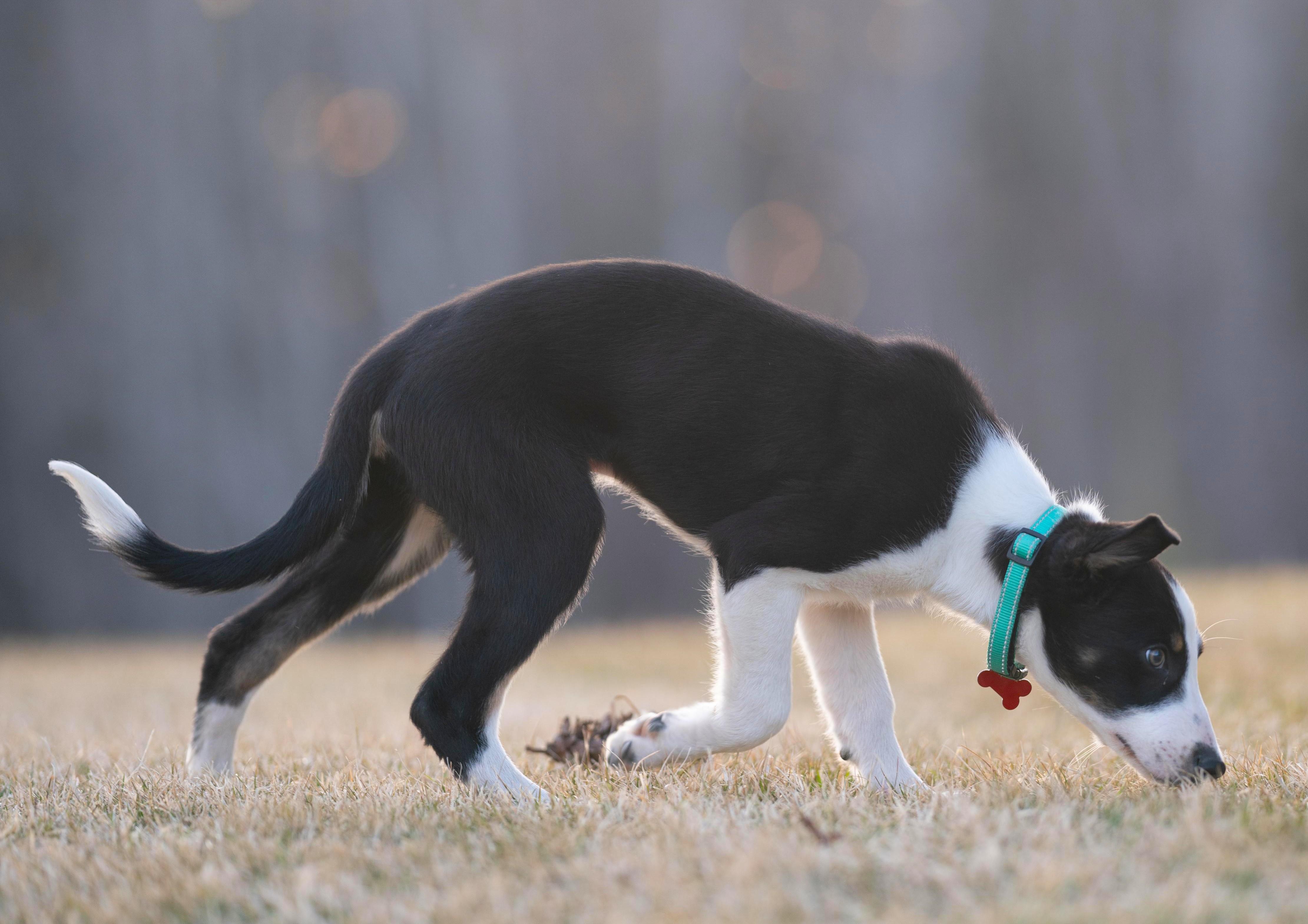 Enlarge Flash, a ADOPTABLE mixed breed in Minneapolis, MN image 4/5