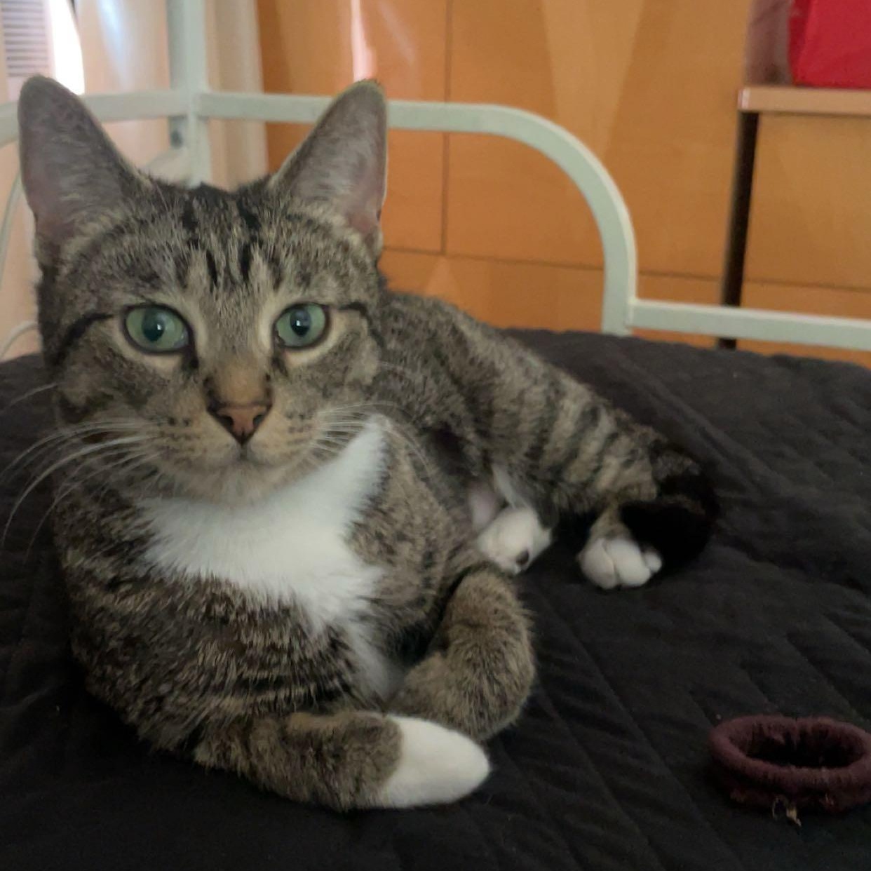 Ivy EE 0424, Adoptable, Adult Female Domestic Short Hair.