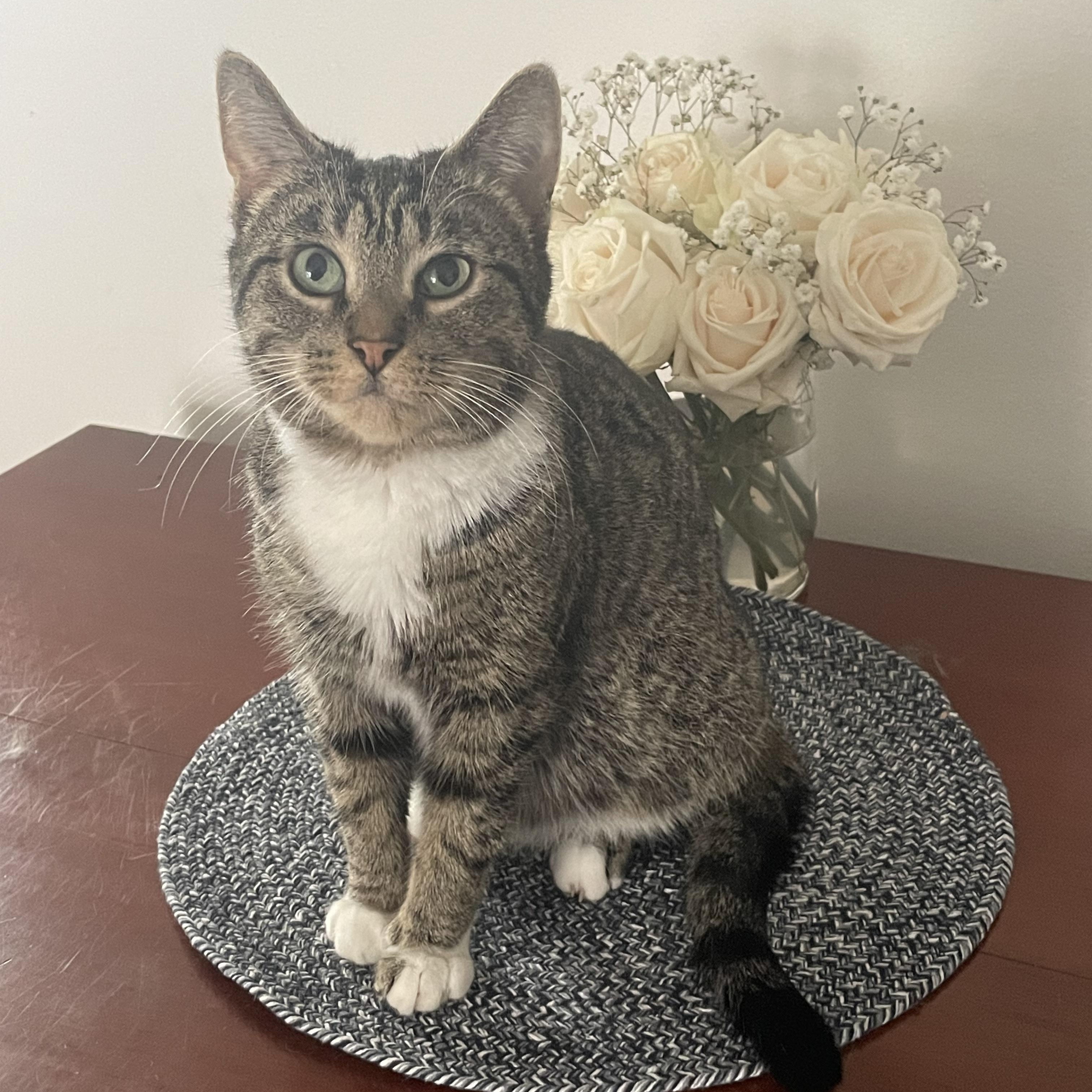 Enlarge Ivy EE 0424, a Adoptable Domestic Short Hair in West Bloomfield, MI image 3/6