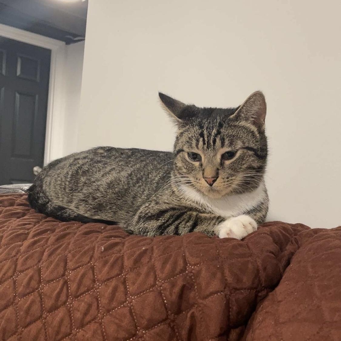 Enlarge Ivy EE 0424, a Adoptable Domestic Short Hair in West Bloomfield, MI image 5/6