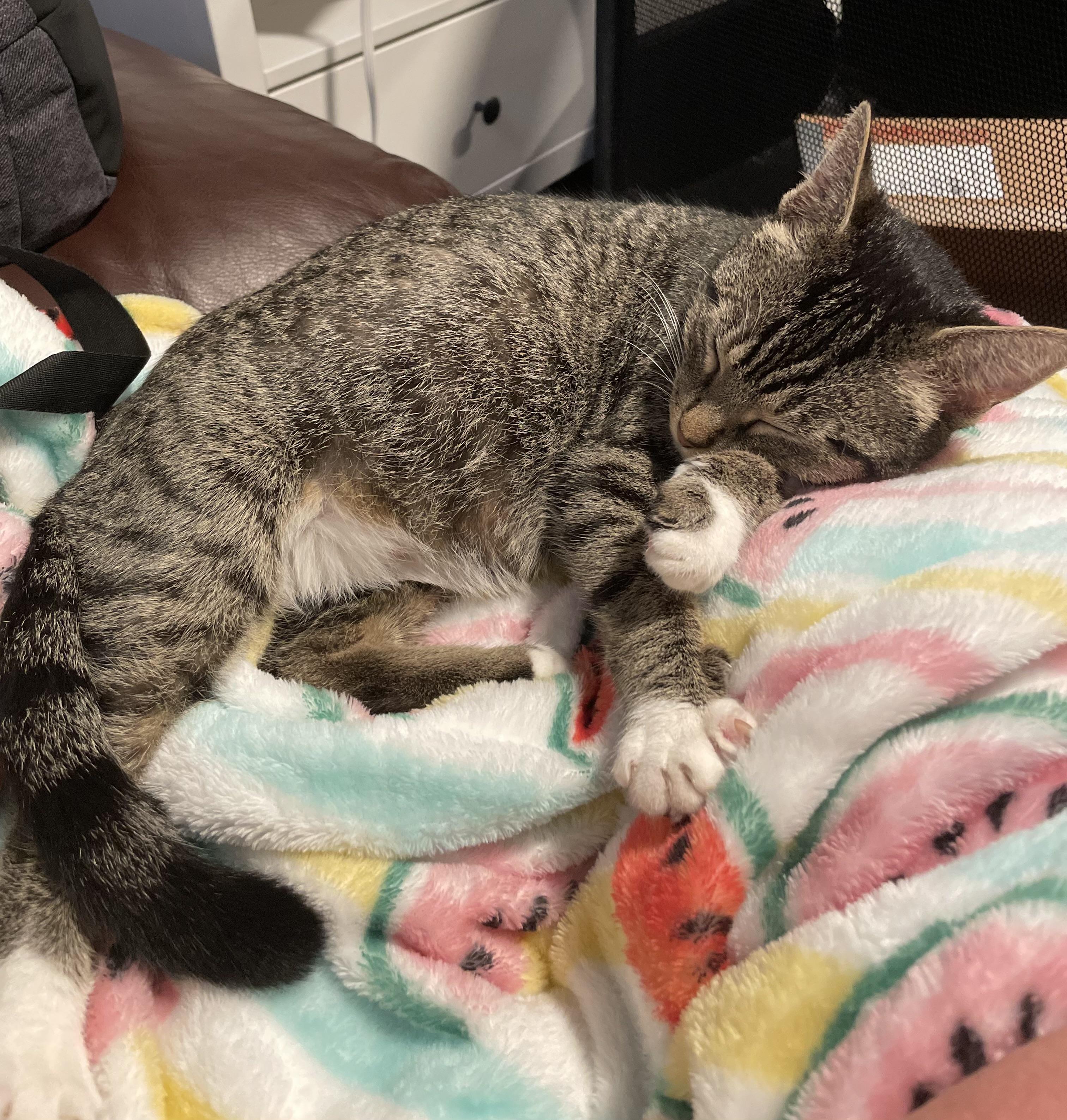 Enlarge Ivy EE 0424, a Adoptable Domestic Short Hair in West Bloomfield, MI image 6/6