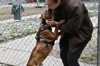 Kringle — thumbnail 2