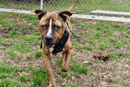 Kringle — thumbnail 3