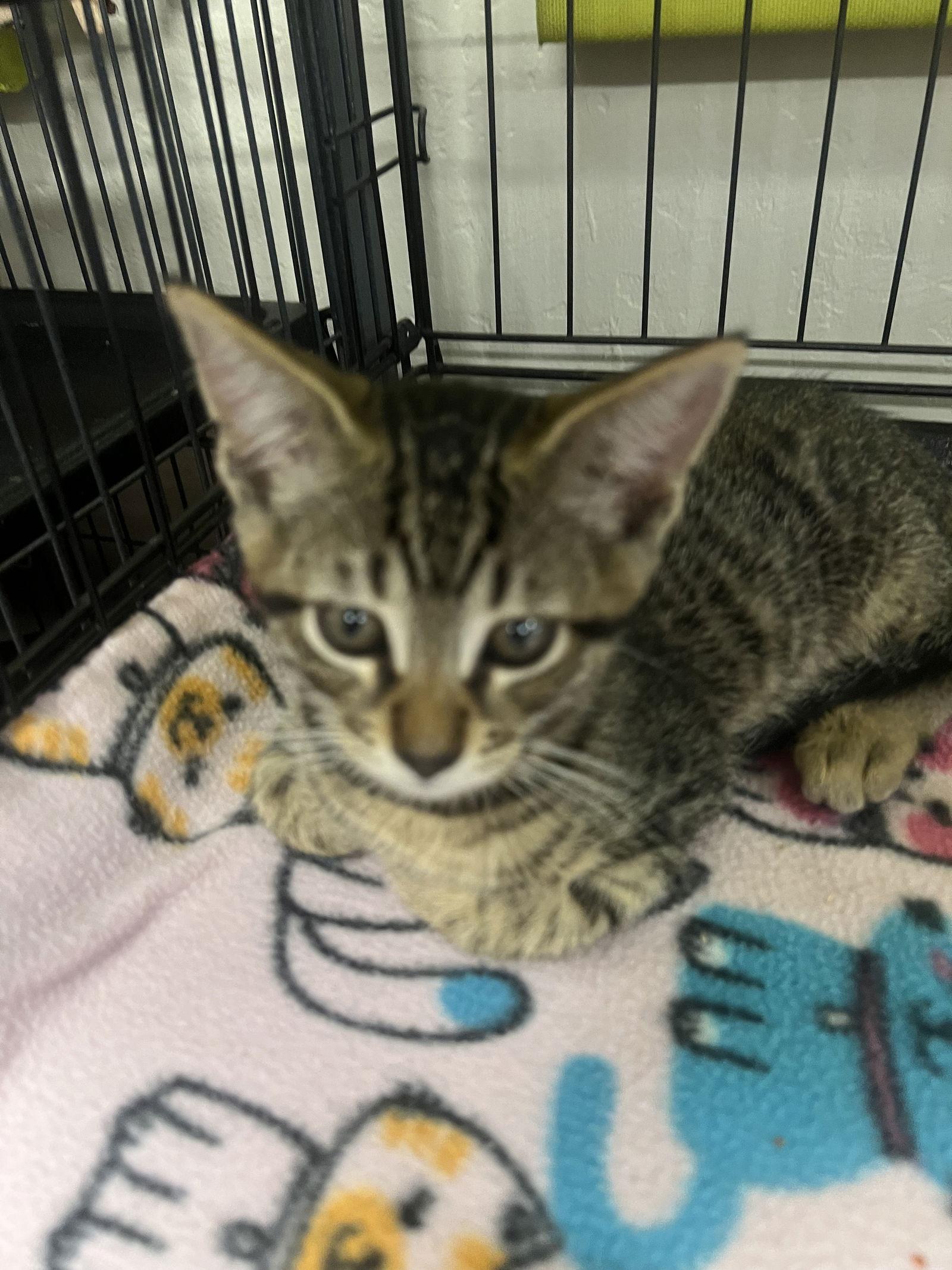 Harley, Adopted, Kitten Male Tabby & Domestic Short Hair.