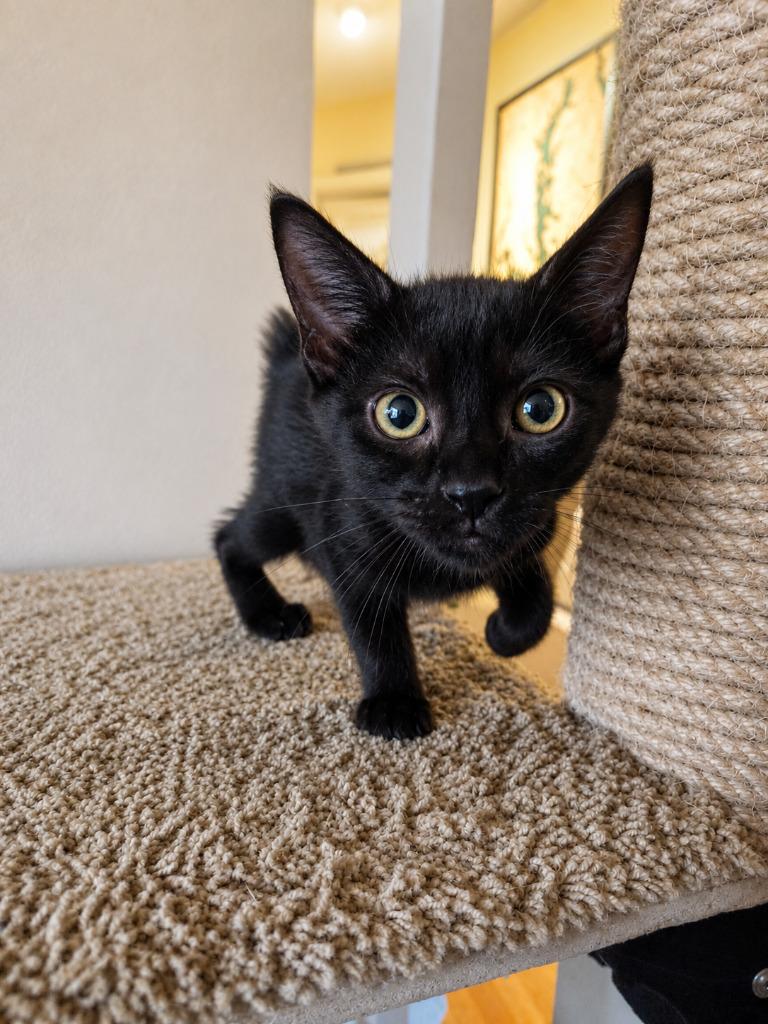 Granola Bar, Adopted, Kitten Female Domestic Short Hair.