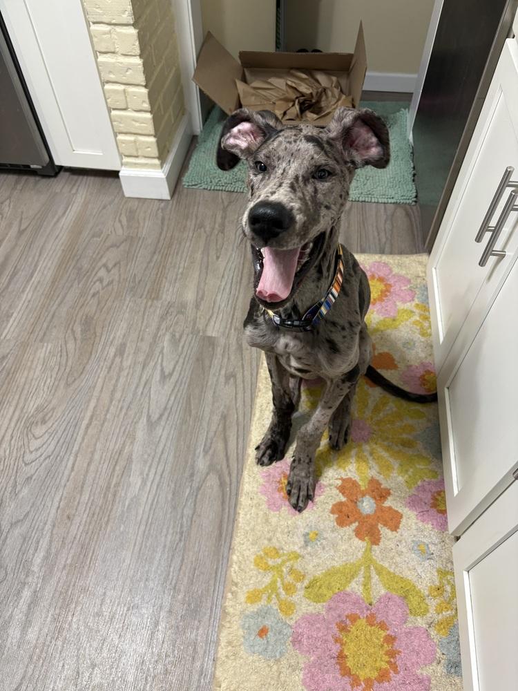 Dale, Adopted, Puppy Male Great Dane.